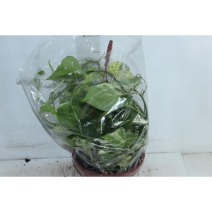 JIBOIA BRANCO PEND C21 PENDENTE