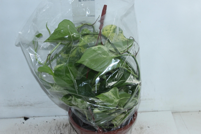 <h4>JIBOIA BRANCO PEND C21 PENDENTE</h4>