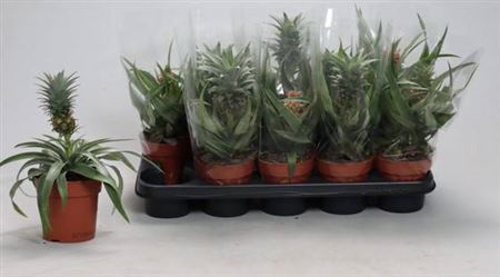 <h4>Ananas Ov</h4>