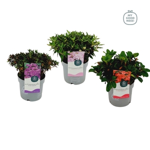 Rhododendron dwerg 15-20 /1.5 liter 'Mix CC'