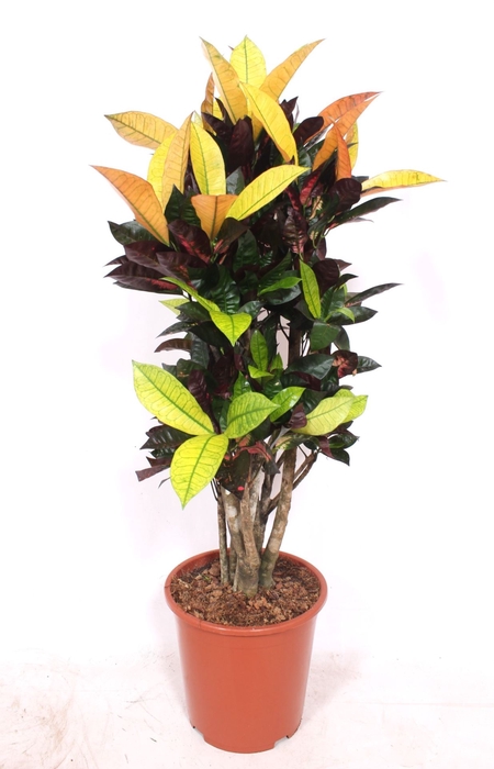 Codiaeum Mrs Iceton
