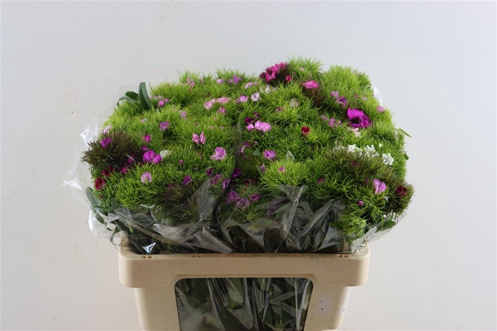 <h4>Dianthus Br Am Mix Rainbow</h4>