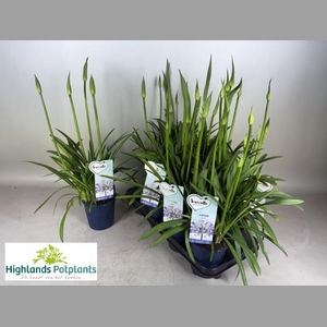 AGAPA AMOURETTE SUPE