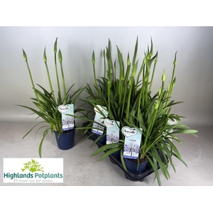 AGAPA AMOURETTE SUPE