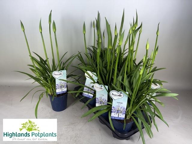 <h4>AGAPA AMOURETTE SUPE</h4>