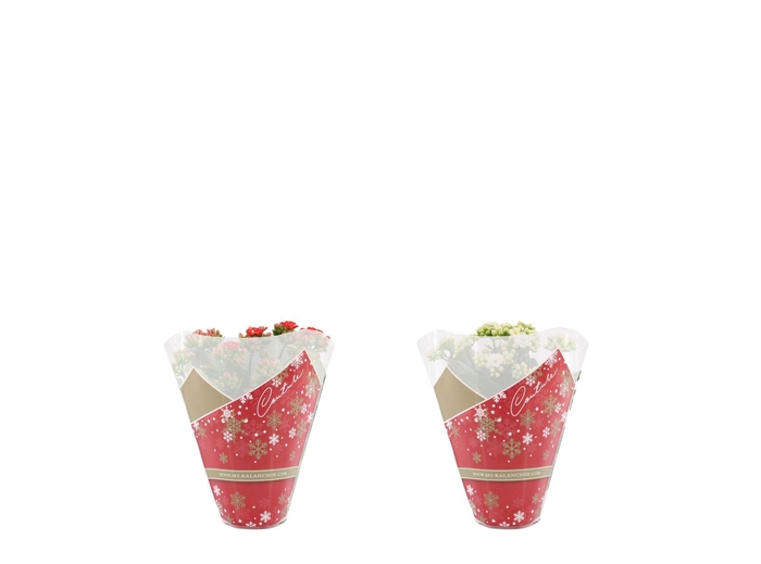 Kalanchoë 12 cm 2 color mix in Couture Christmas sleeve