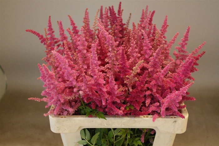 <h4>Astilbe Ch Loud N Proud</h4>