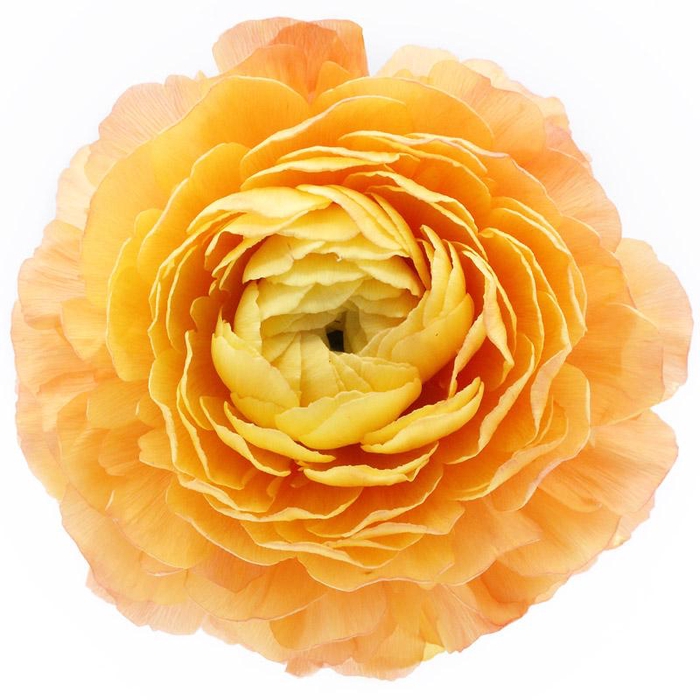 Ranunculus Clooney Lambada Extra