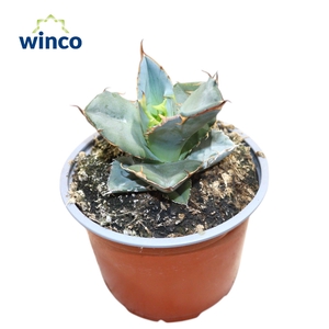 Agave Titanota