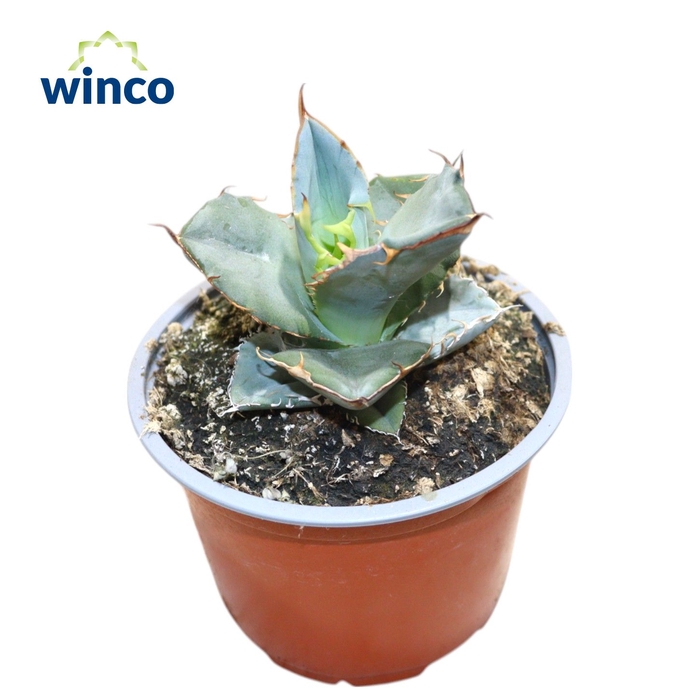 <h4>Agave Titanota</h4>