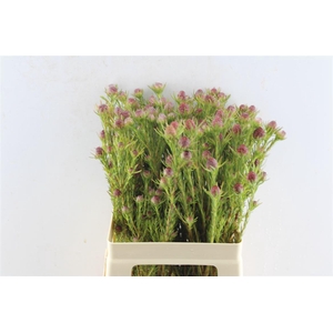 Leucad Jubilee Crown