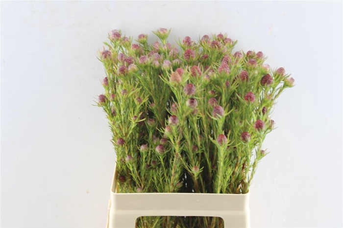 <h4>Leucad Jubilee Crown</h4>