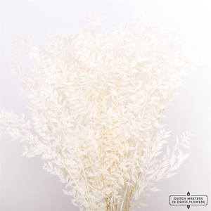 Pres Ruscus Bleached P Stem