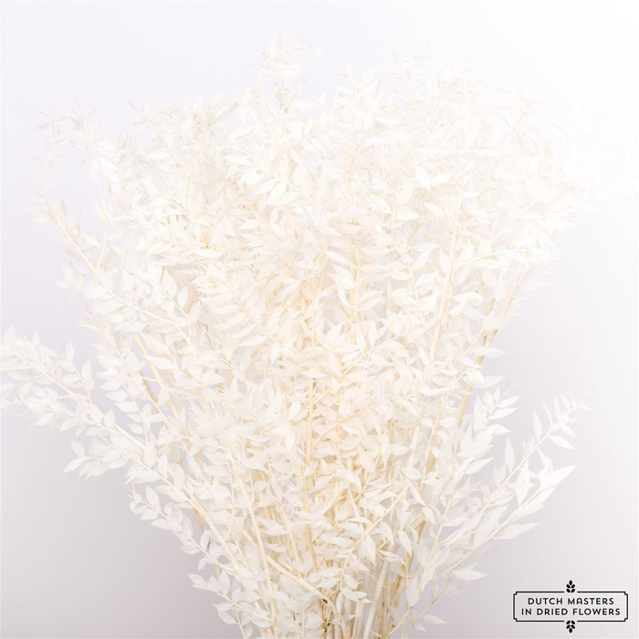 <h4>Pres Ruscus Bleached P Stem</h4>