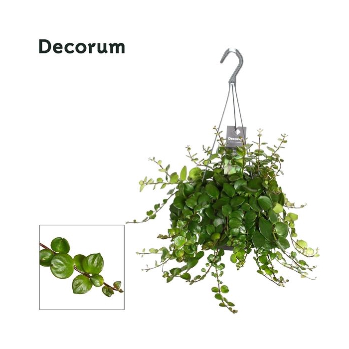 <h4>Aeschynanthus Pink Polka groen, zonder bloem</h4>