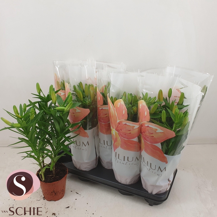 <h4>LIL AS ORANGE MATRIX</h4>