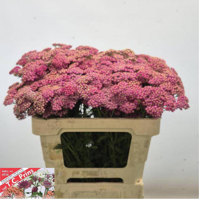 <h4>Achillea bianca classic</h4>