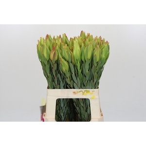 Leucadendron Procerum
