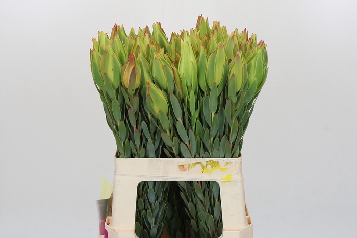 Leucadendron Procerum