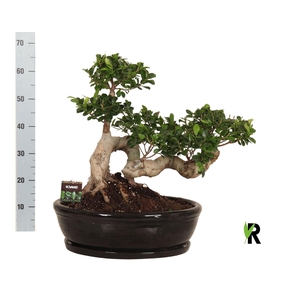 Ficus microcarpa 'Ginseng'
