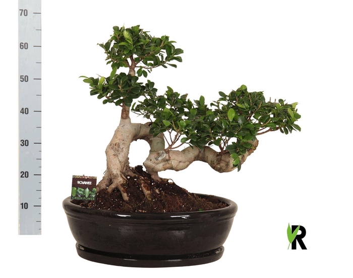 <h4>Ficus microcarpa 'Ginseng'</h4>