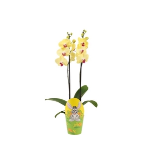 Cover Easter Phal Geel 2T14+