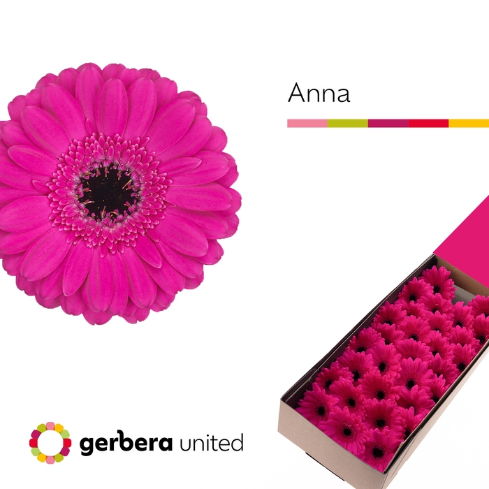 <h4>Germini Anna Doos</h4>