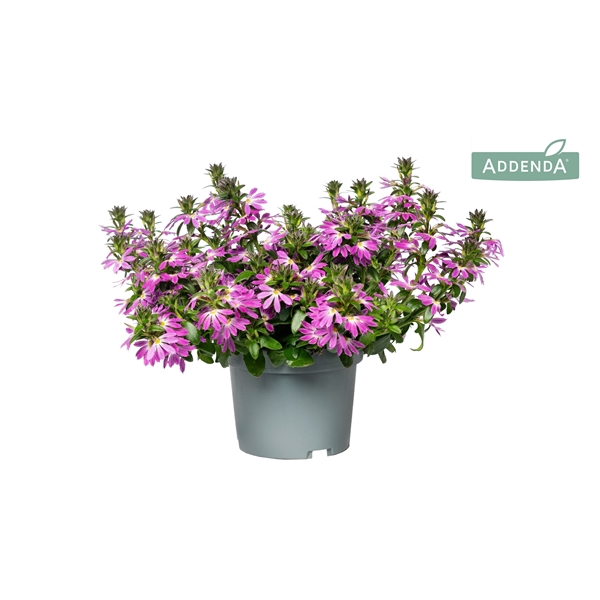 <h4>Scaevola Roze</h4>