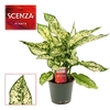 Aglaonema First Diamond 12 cm (Scenza)
