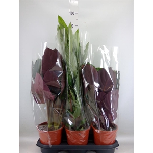 Calathea   ...mix