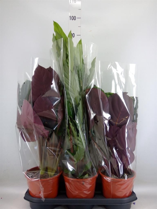 <h4>Calathea   ...mix</h4>