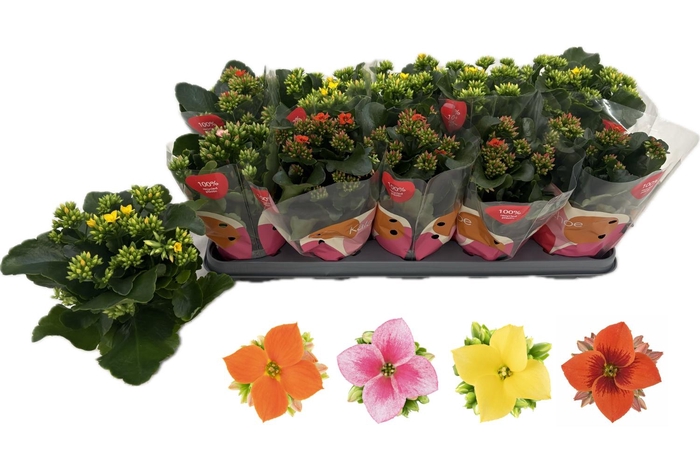 <h4>KAL EN GEM 4 KL</h4>