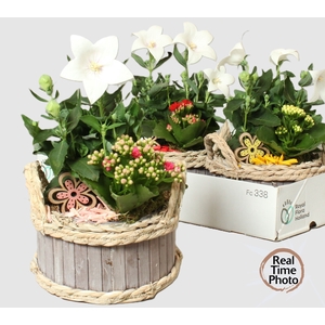 ARR TUINPLANTEN