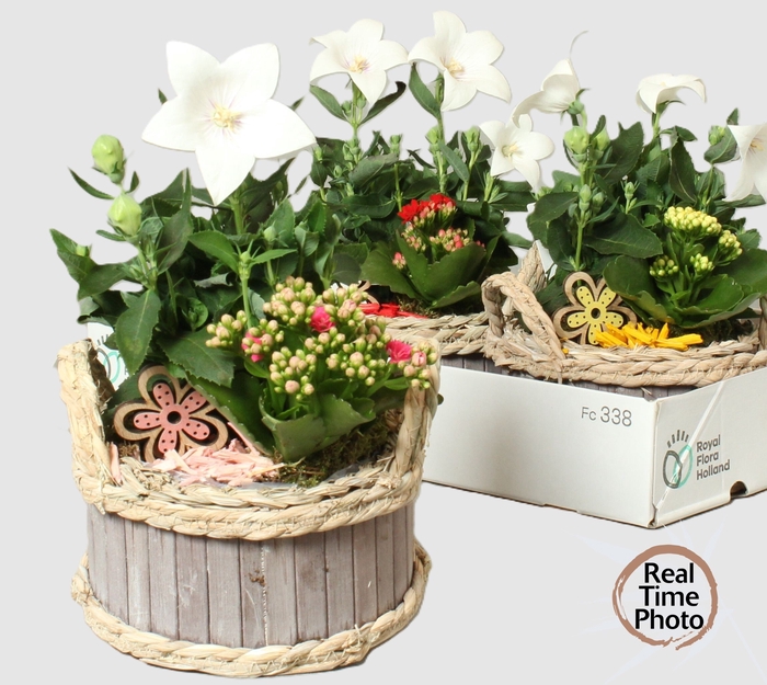 <h4>ARR TUINPLANTEN</h4>
