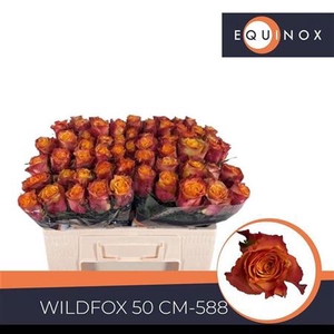 Rosa a grande fleur Wildfox