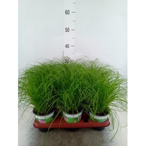 Cyperus alternifolius 'Zumula'