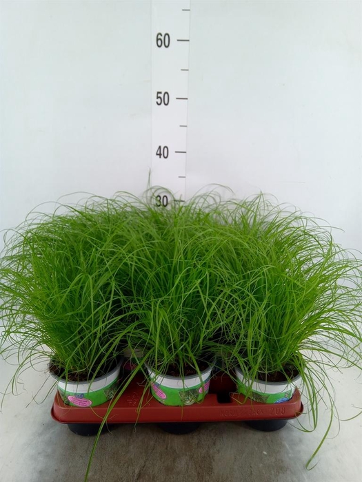<h4>Cyperus alternifolius 'Zumula'</h4>