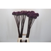Allium Summer Drummer
