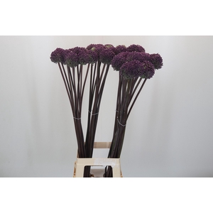 Allium Summer Drummer