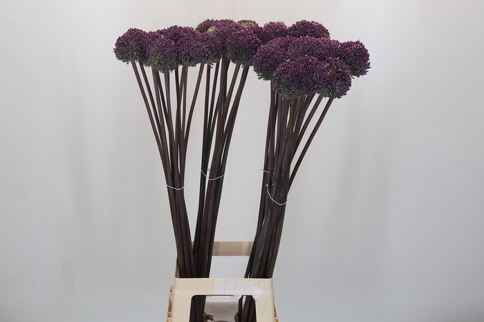 Allium Summer Drummer