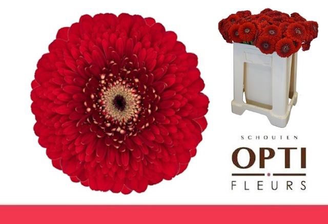 <h4>GE MB POM FLOYD</h4>