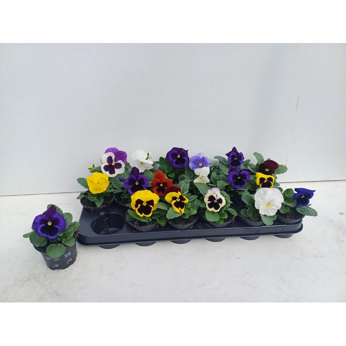 <h4>VIO WI DELTA GEM</h4>