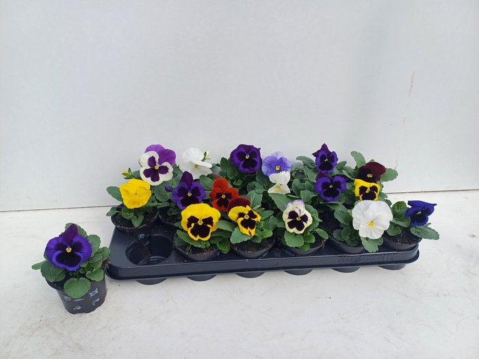 <h4>VIO WI DELTA GEM</h4>