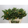 Helianthus Orange Fire