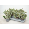 Kalanchoe Beharensis
