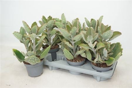 Kalanchoe Beharensis