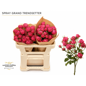 Rosa Spray Grand Trendsetter