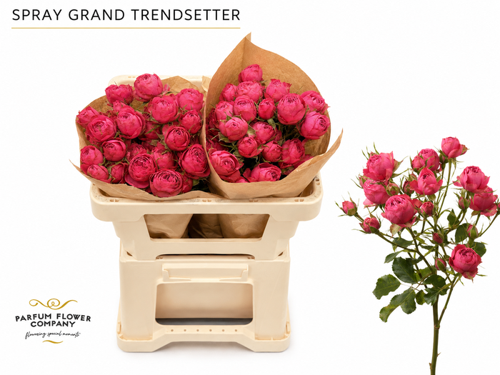<h4>Rosa Spray Grand Trendsetter</h4>