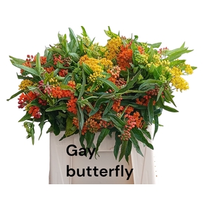 ASCL T GAY BUTTERFL