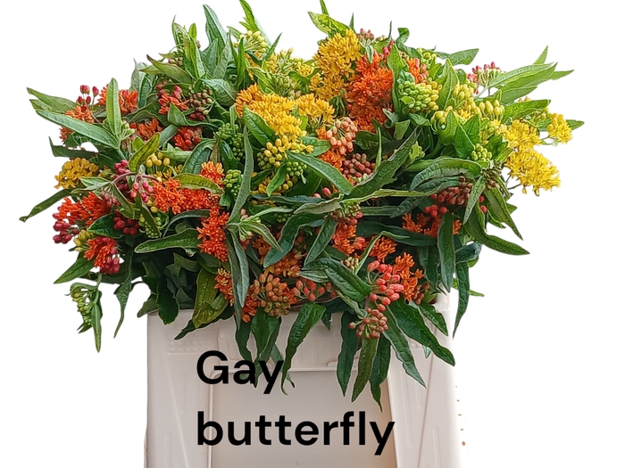 <h4>ASCL T GAY BUTTERFL</h4>